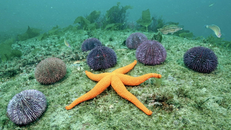 2239123-1920x1200-underwater-orange-starfish-1920x1200-13141787
